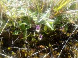 Image de Carmichaelia uniflora Kirk