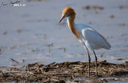 Image of Bubulcus ibis coromandus