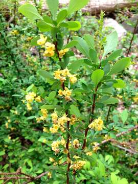 Image of Japanese barberry