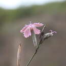 Plancia ëd Dianthus bicolor Adams