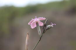 Image of Dianthus bicolor Adams
