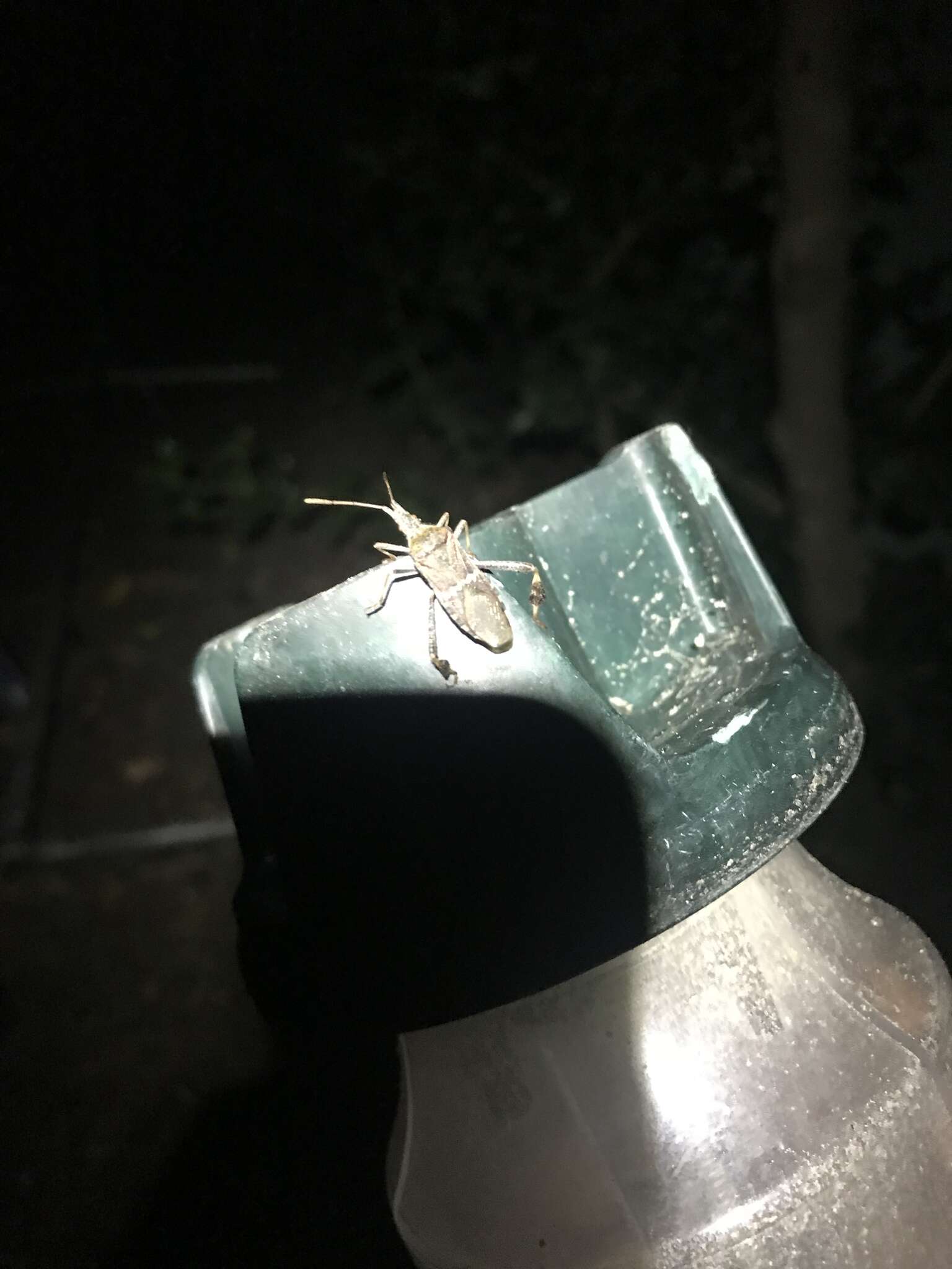 Image of western leaf-footed bug