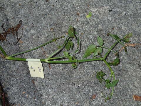 Image of Java waterdropwort