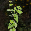 Salvia crucis Epling resmi