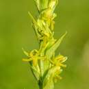 Image of Narrow-spurred Yellow-green Orchid