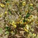 Image of Verbascum gaillardotii Boiss.