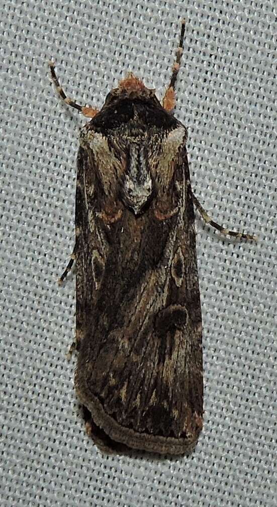 Image of Agrotis munda Walker 1856