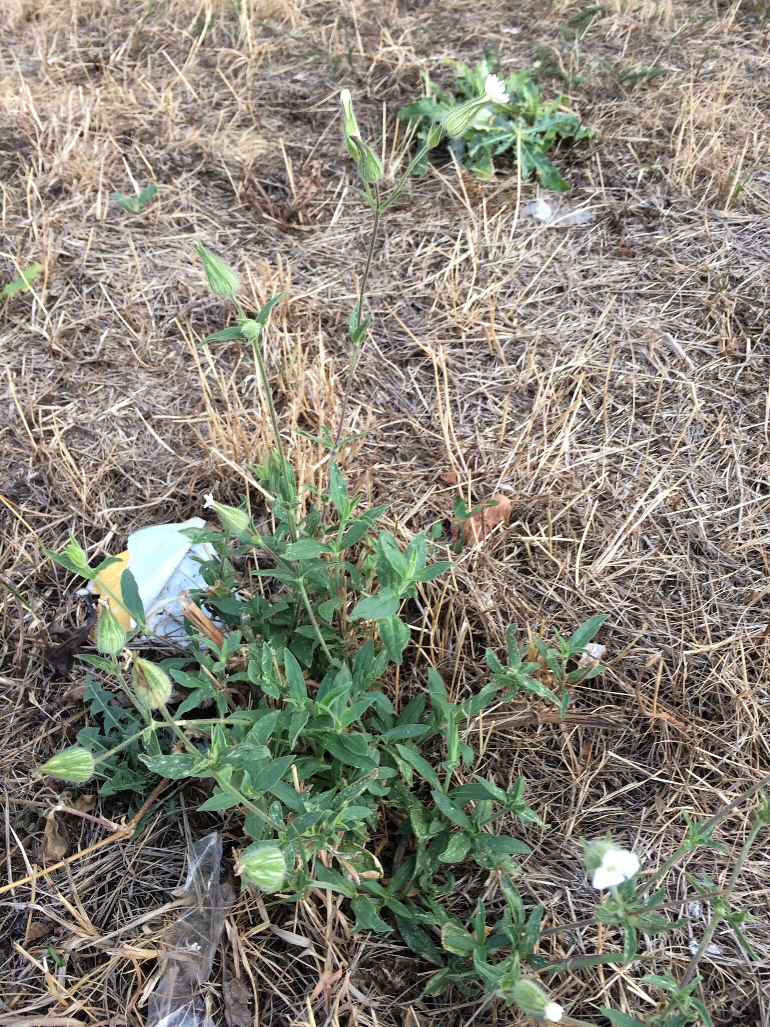 Imagem de Silene latifolia subsp. alba (Miller) Greuter & Burdet