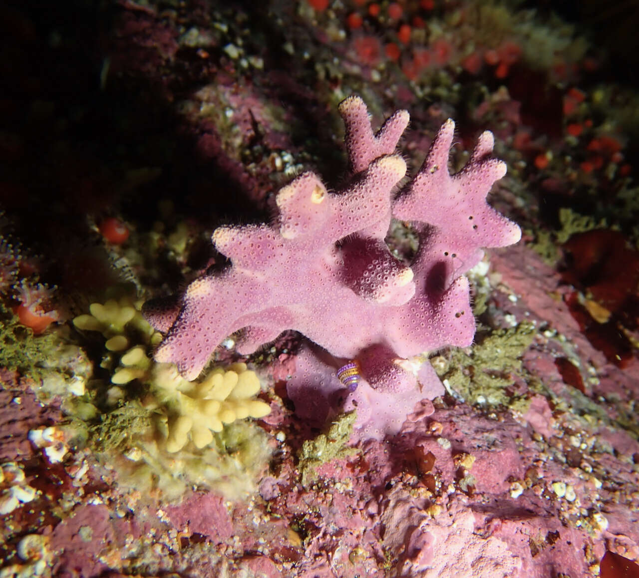 Image of California hydrocoral