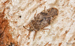 Image of spear thistle lacebug