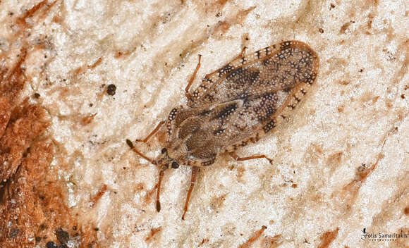 Image of spear thistle lacebug