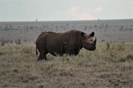 Image of Black Rhinoceros