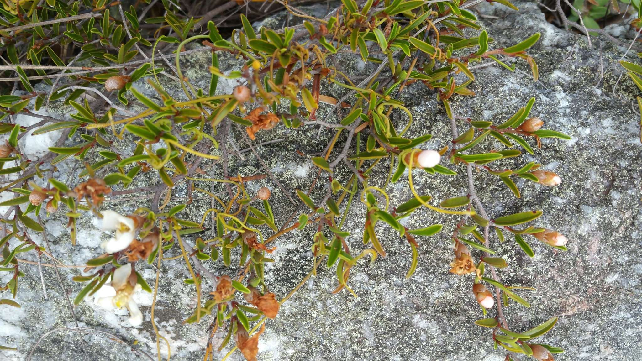 Image of Xerochlamys itremoensis Hong-Wa