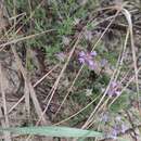 Sivun Thymus borysthenicus Klokov & Des.-Shost. kuva