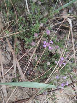 Image of Thymus borysthenicus Klokov & Des.-Shost.