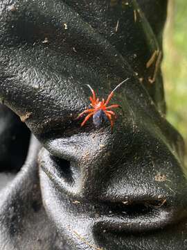 Image of Red-and-black spider