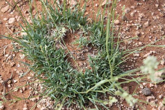 Image of Eragrostis bergiana (Kunth) Trin.