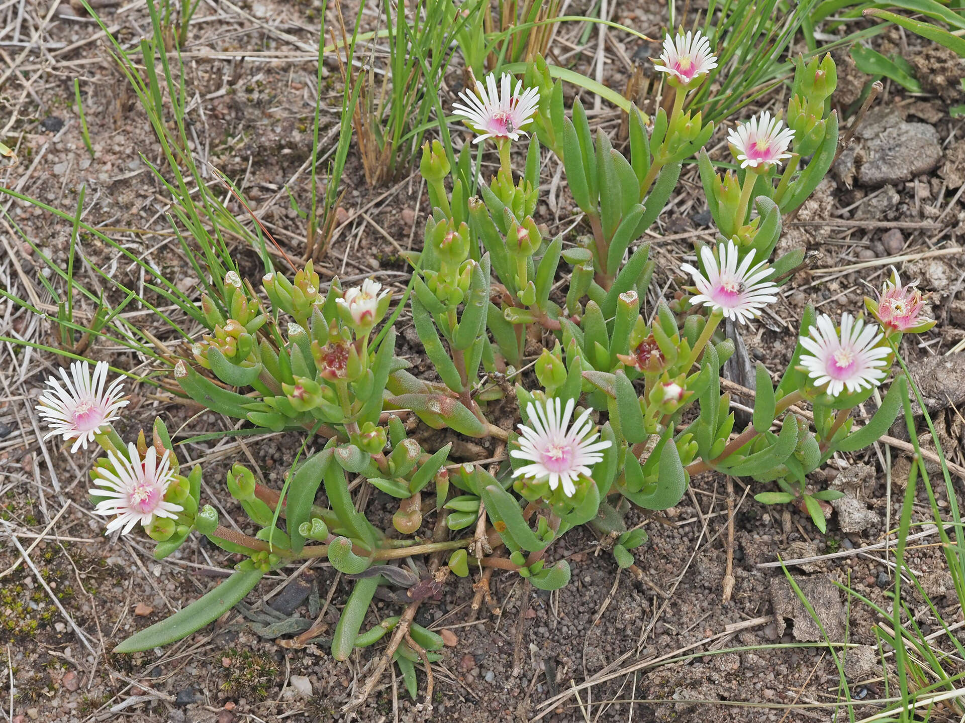 Image of Delosperma lineare L. Bol.