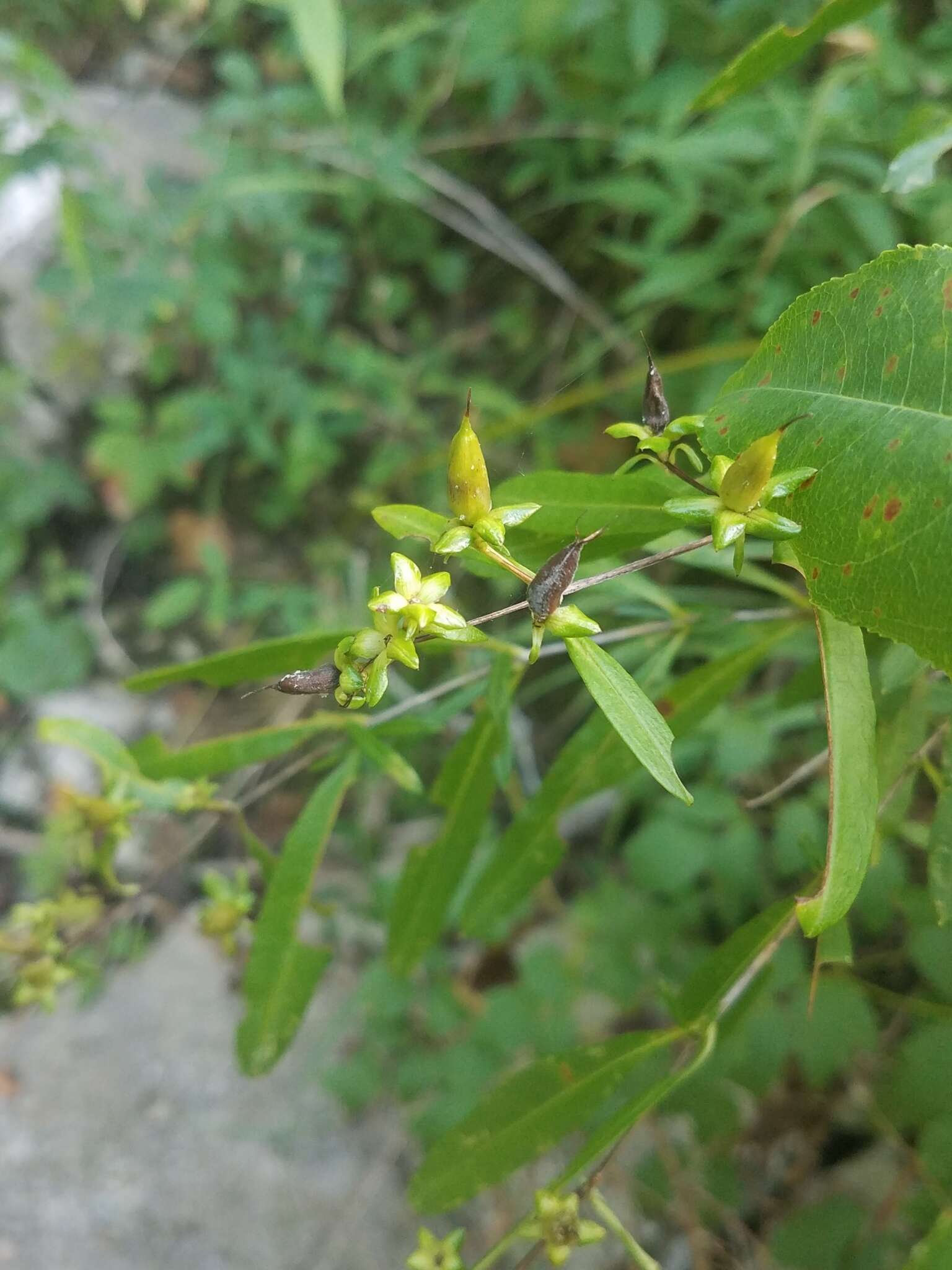 Image of shrubby St. Johnswort