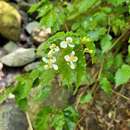 Image of Begonia catharinensis Brade