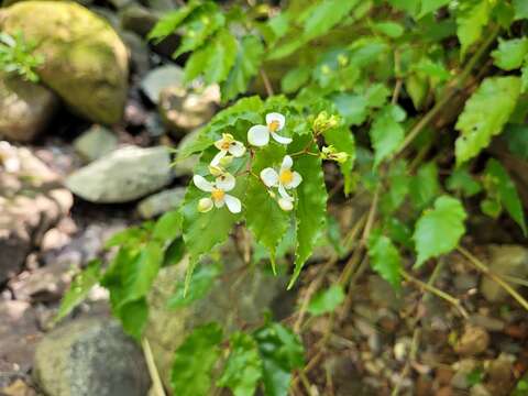 Image of Begonia catharinensis Brade