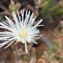 Image of Mesembryanthemum noctiflorum L.