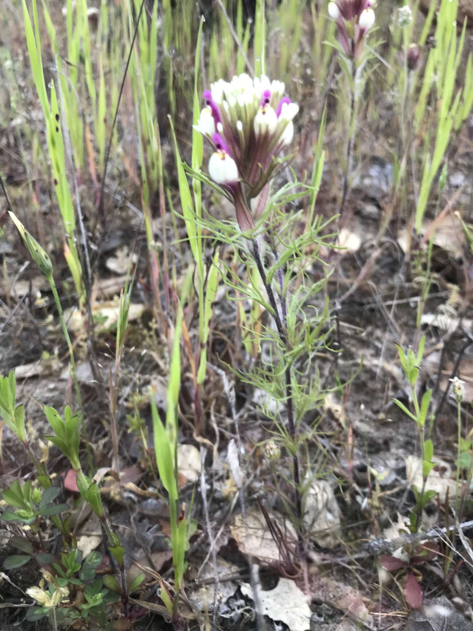 Image of wideleaf Indian paintbrush