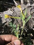 Image of fewflower Jacob's-ladder