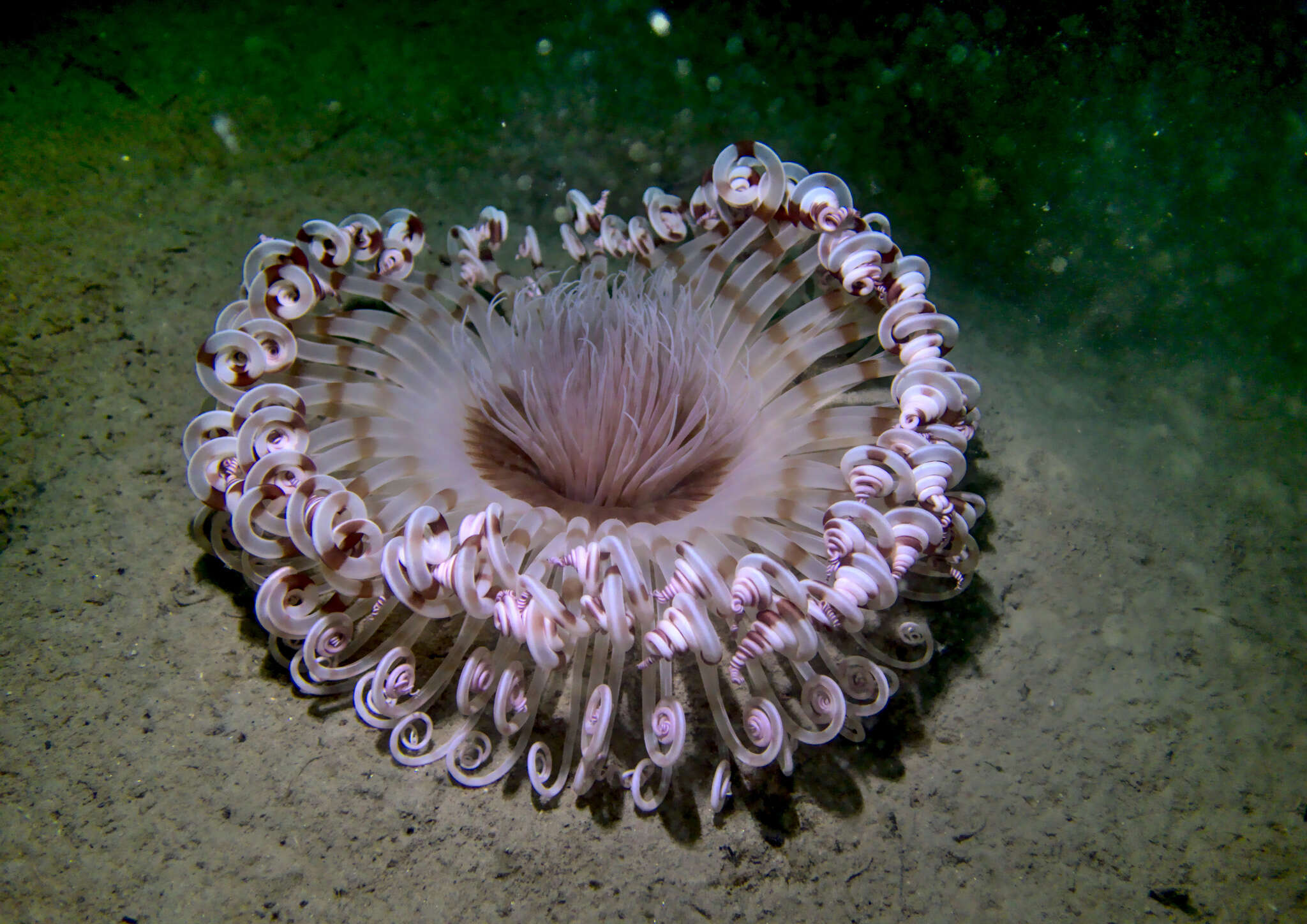 Image of fireworks anemone