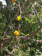 Image of Mealy False Acacia