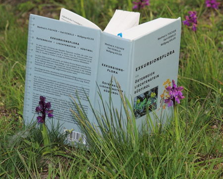 Image of Green-winged Orchid