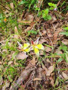 Image de Caladenia flava subsp. sylvestris Hopper & A. P. Br.