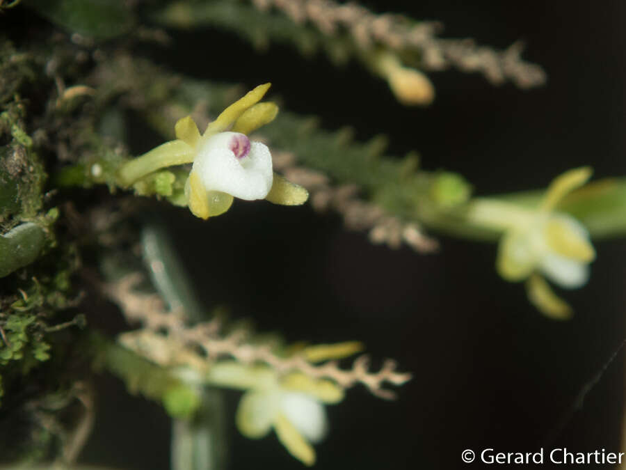 Imagem de Taeniophyllum pusillum (Willd.) Seidenf. & Ormerod