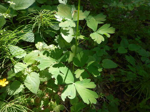 Image of Aquilegia dumeticola Jord.