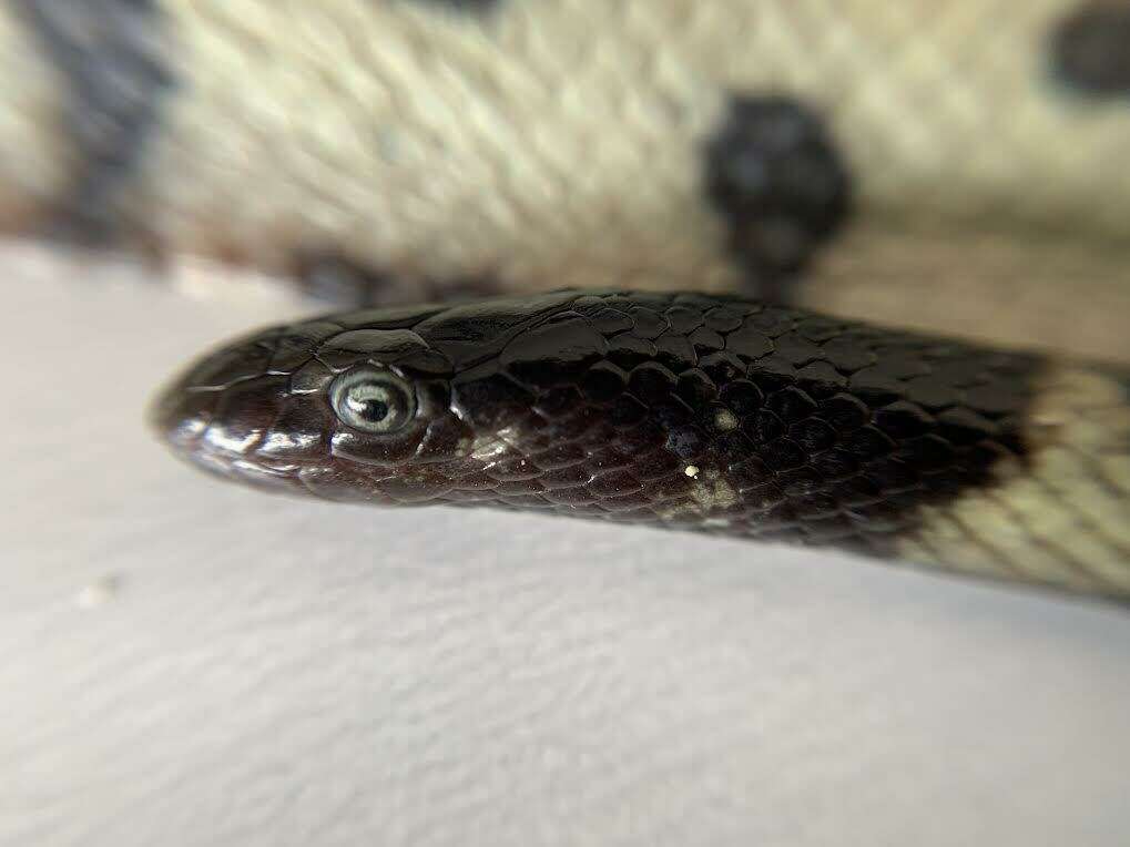 Image of Small-headed or McDowell’s seasnake