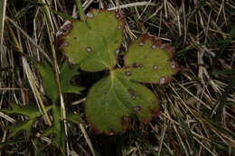 Septoria anemones Desm. 1838的圖片