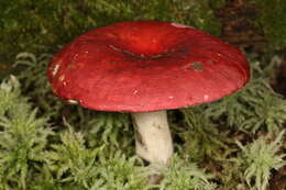 Image of Russula nigrescentipes Peck 1906