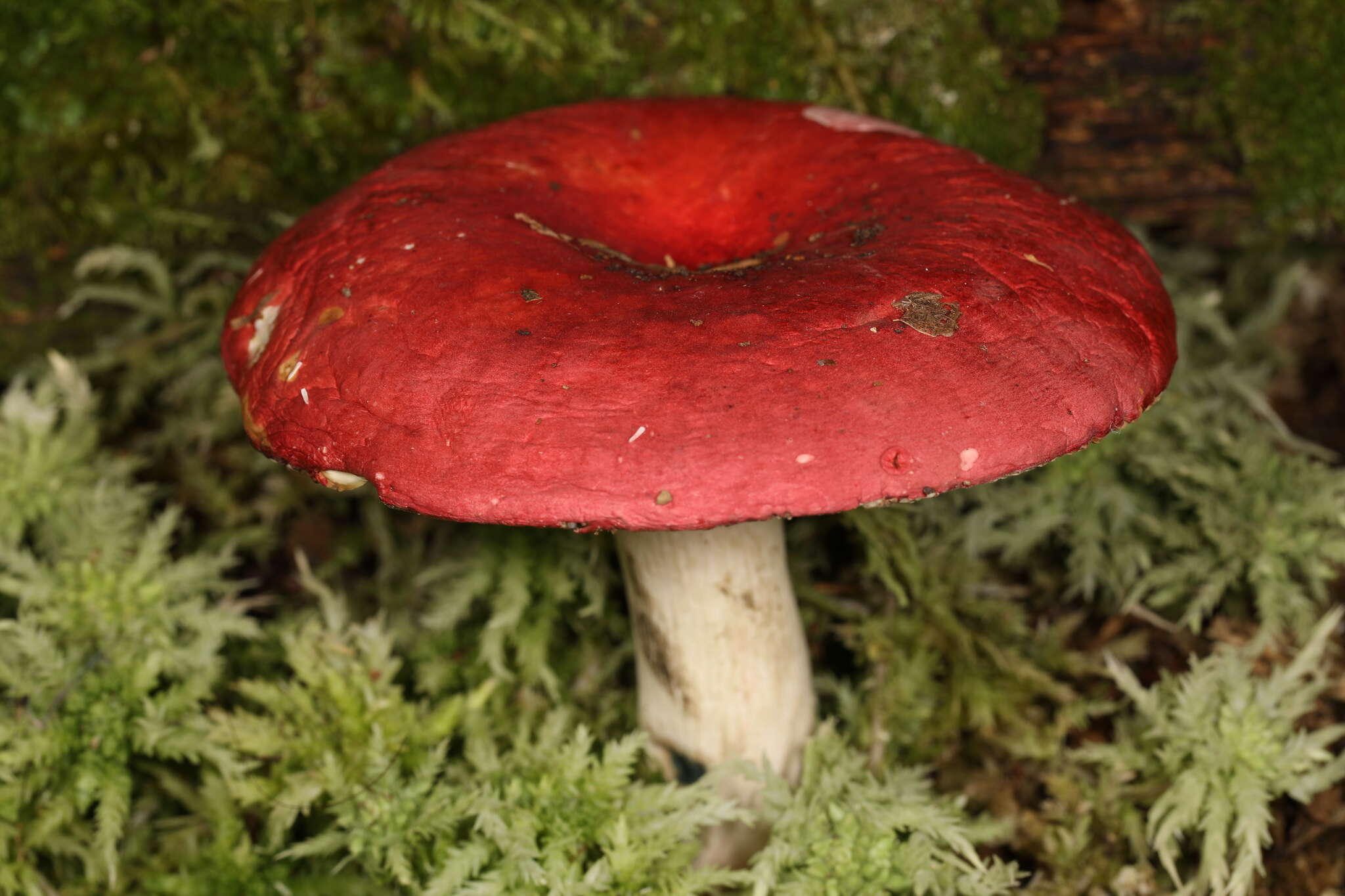 Image of Russula nigrescentipes Peck 1906