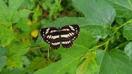 Image de Neptis hylas luculenta Fruhstorfer 1907