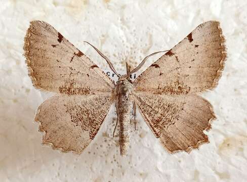 Image de Gnopharmia stevenaria Boisduval 1840