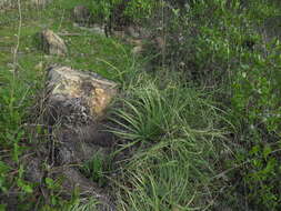 Image of Puya coerulea Lindl.