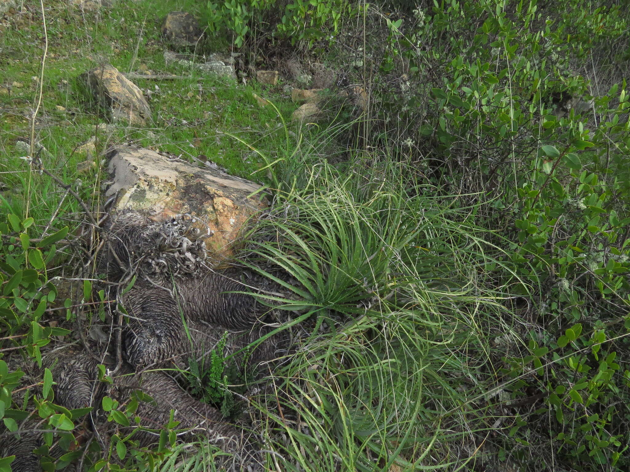 Image of Puya coerulea Lindl.