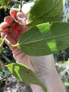 Image of Pachygone ovata (Poir.) J. D. Hook. & Thompson