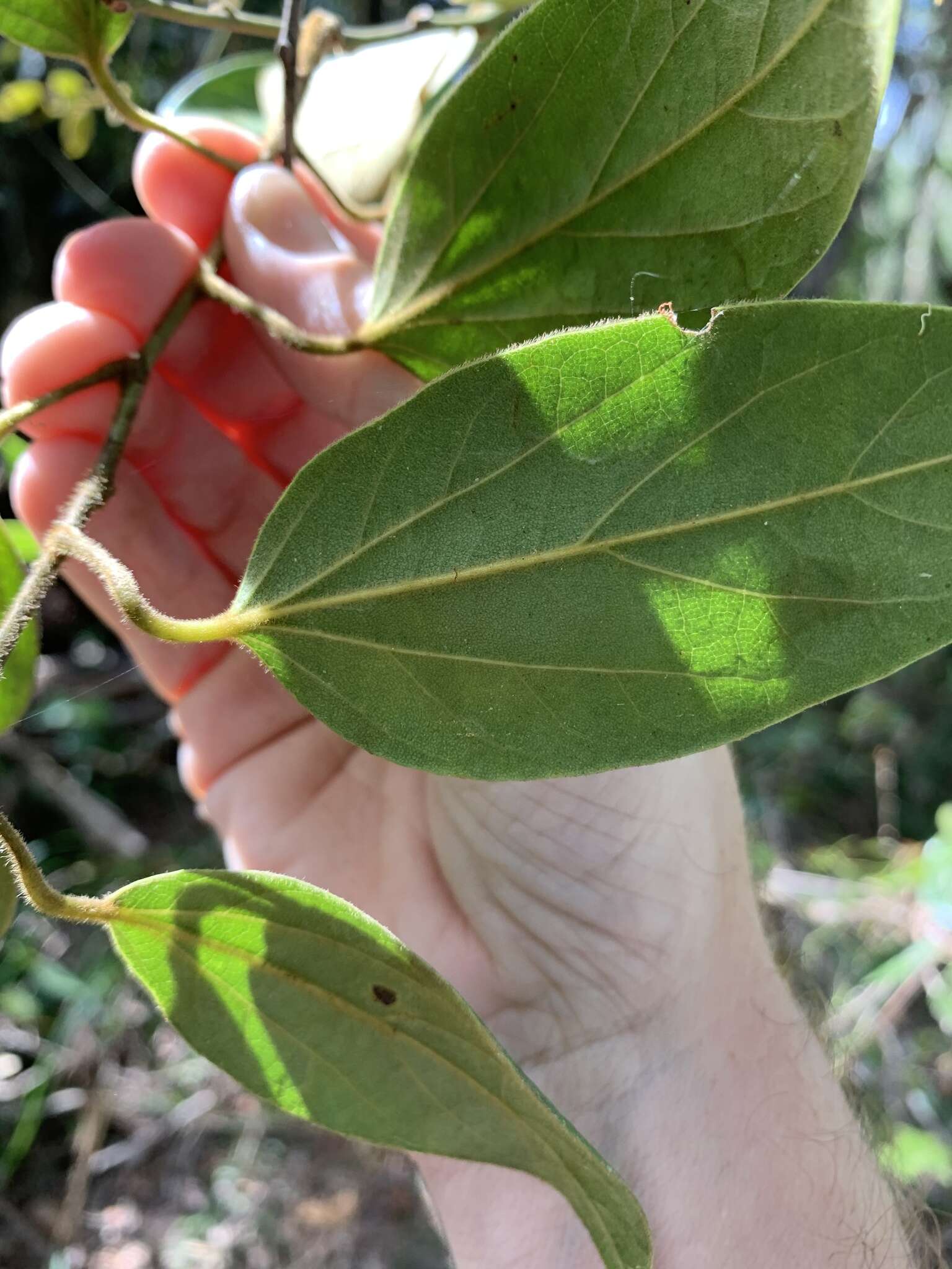 Image of Pachygone ovata (Poir.) J. D. Hook. & Thompson