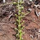 Image of Habenaria incarnata (Lyall ex Lindl.) Rchb. fil.