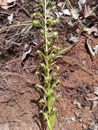 Image of Habenaria incarnata (Lyall ex Lindl.) Rchb. fil.