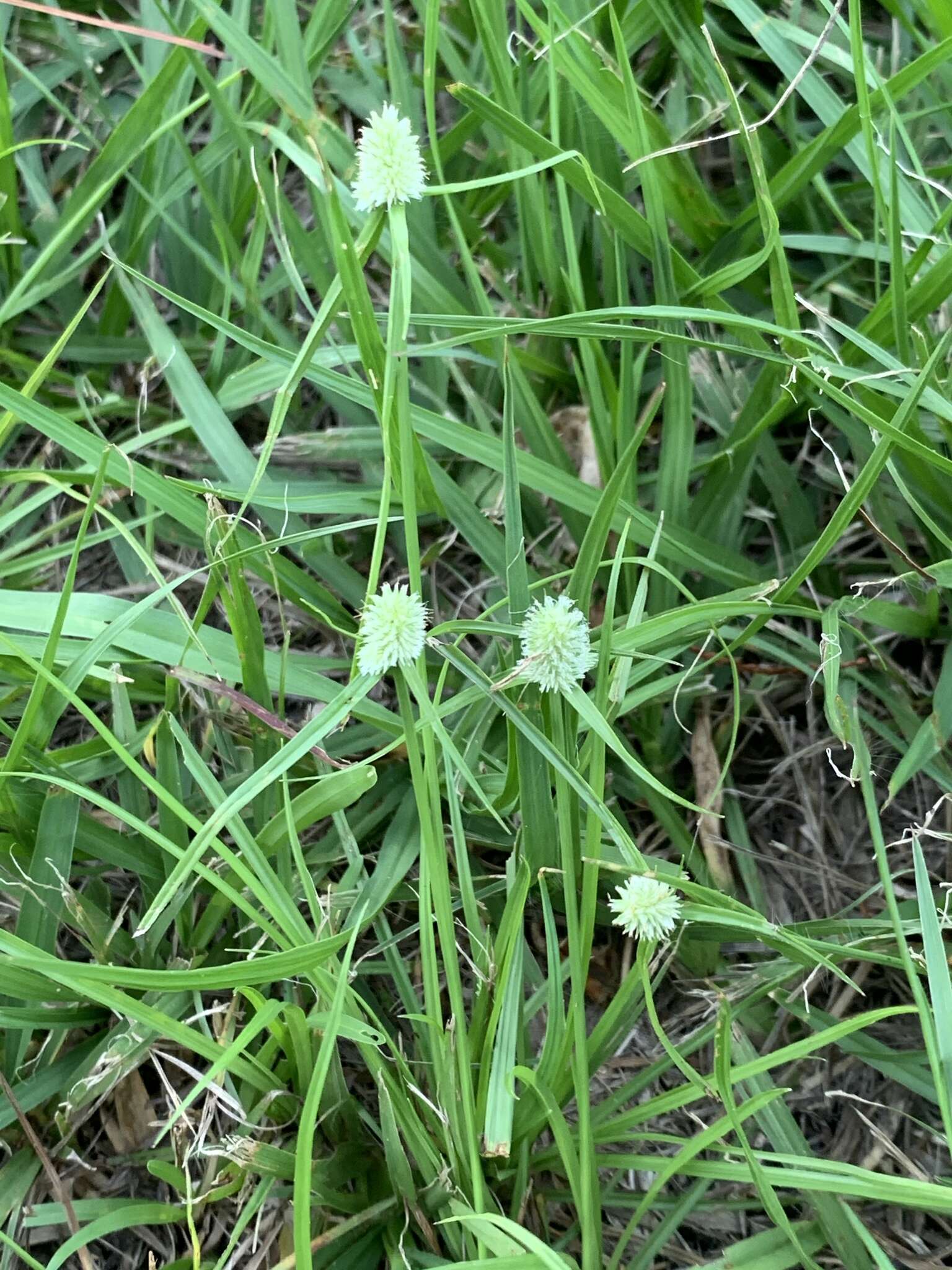 Image of Cyperus sesquiflorus subsp. sesquiflorus