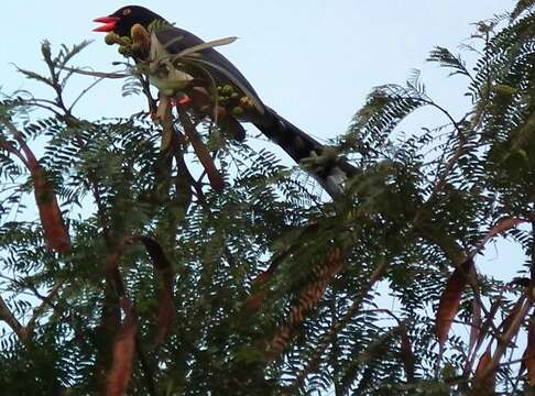 Image of Blue Magpie