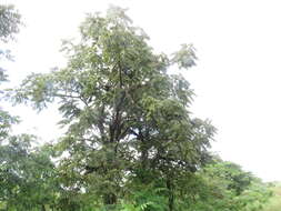Image of Andean walnut