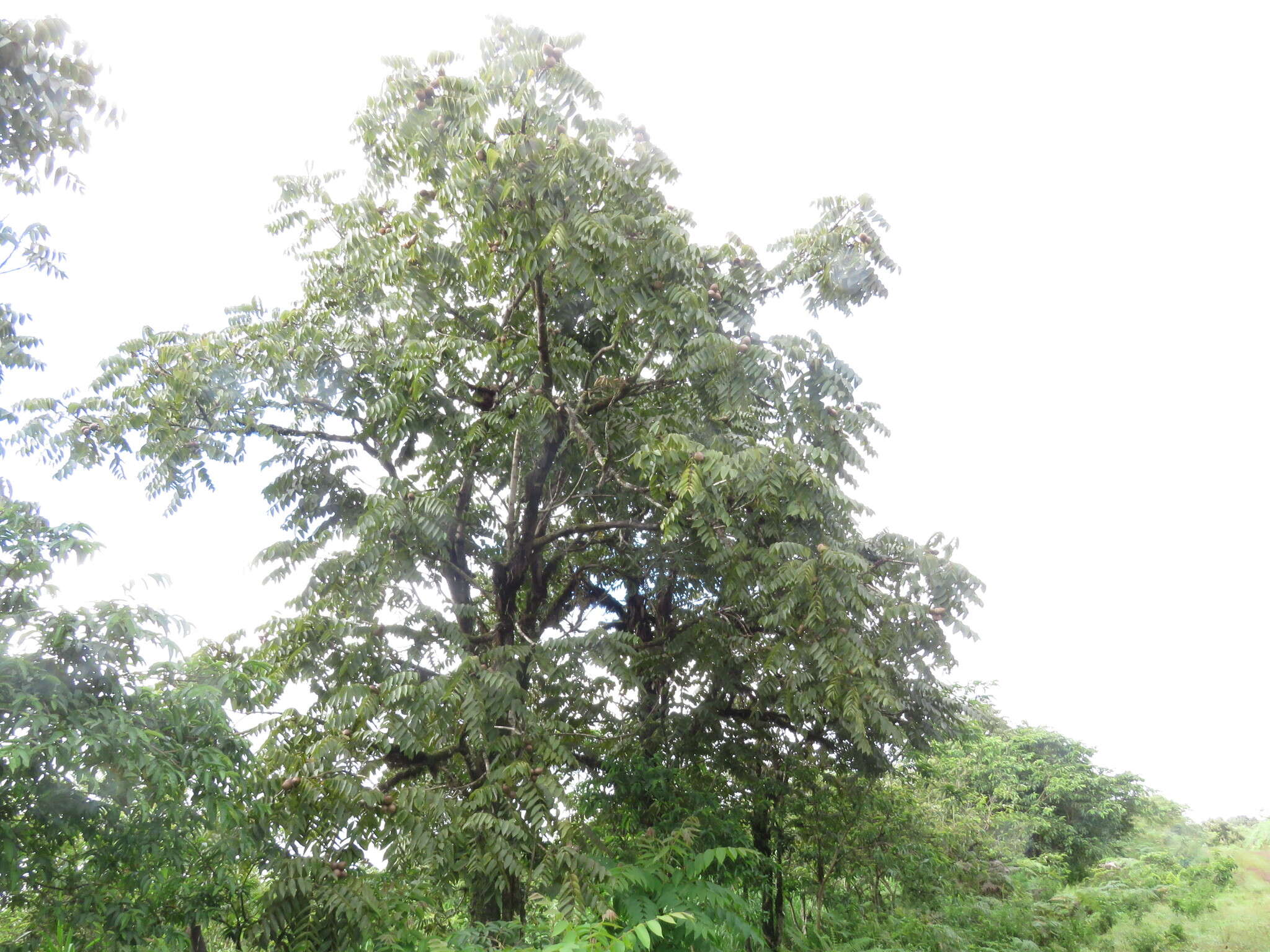Image of Andean walnut